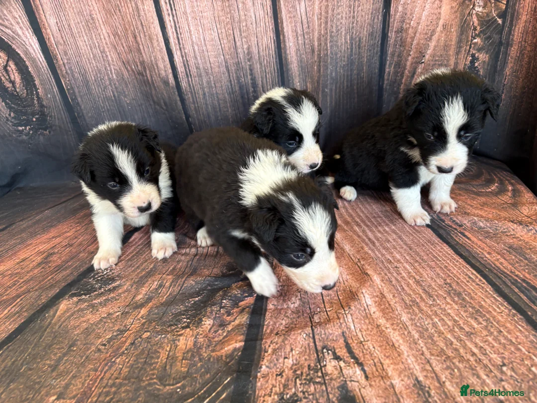 Border Collie dogs for sale: Border Collie puppies (Long Coat) for sale - Advert 1