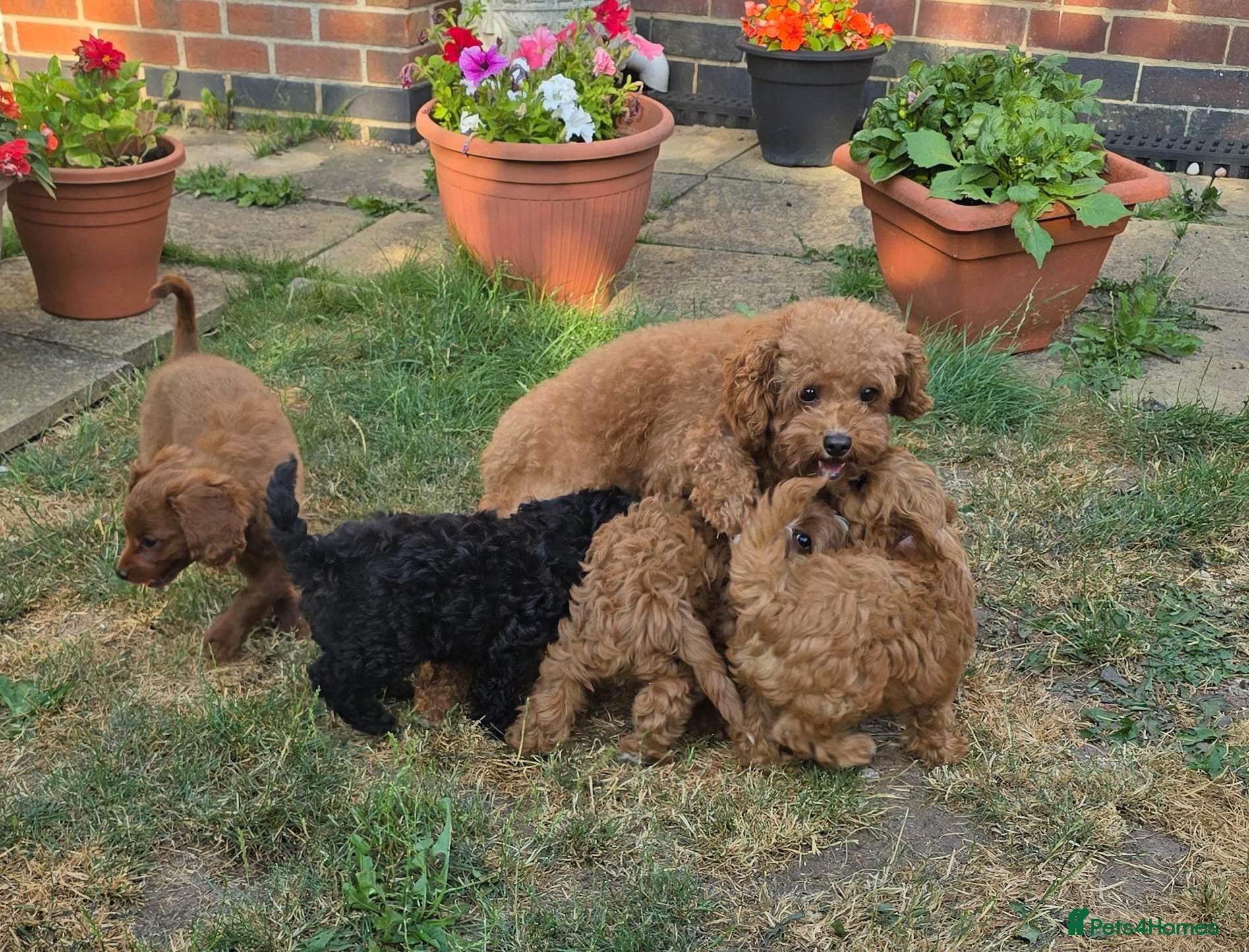 Cavapoo dogs Adorable litter of Cavapoos *READY NOW* - Advert 1