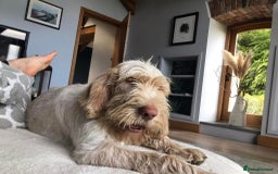 Italian Spinone dogs for sale: ITALIAN SPINONE WAITING LIST OPEN -DUE OCT - Image 19