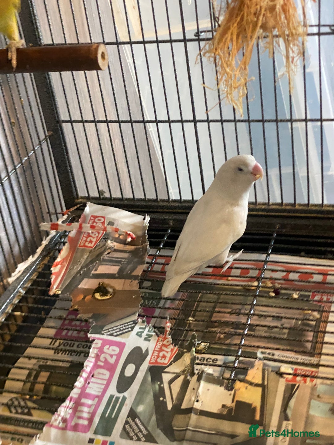 Mixed Breed rodents for sale: Downsizing my animal Collection  in Preston - Image 2