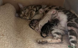 Bengal cats for sale: TICA reg Bengal Kittens - 2 male Snow Spotted  - Image 7