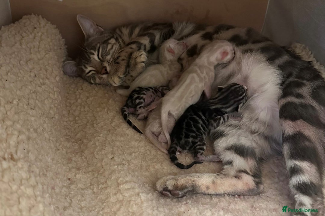 Bengal cats for sale: TICA reg Bengal Kittens - 2 male Snow Spotted  - Image 7