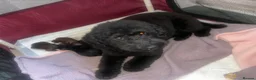 Toy Poodle dogs for sale: Toy poodle girl - Advert 4