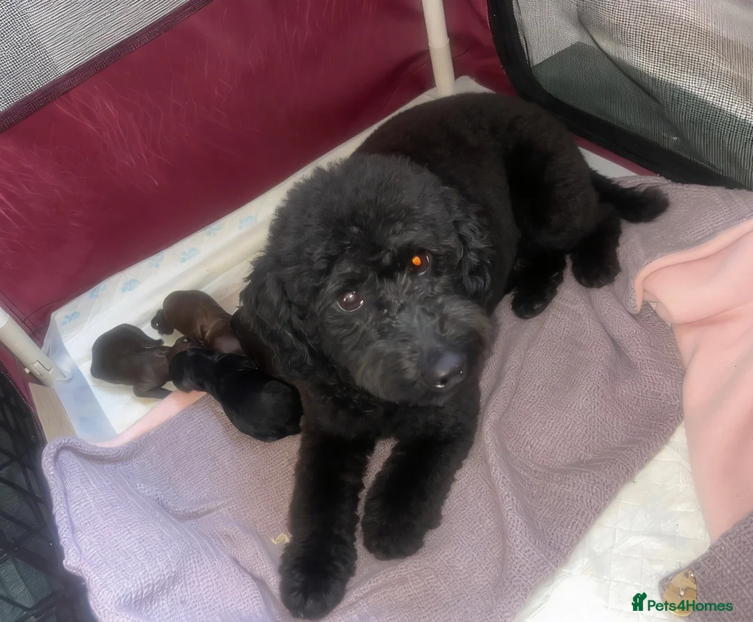 Toy Poodle dogs for sale: Toy poodle girl - Advert 4