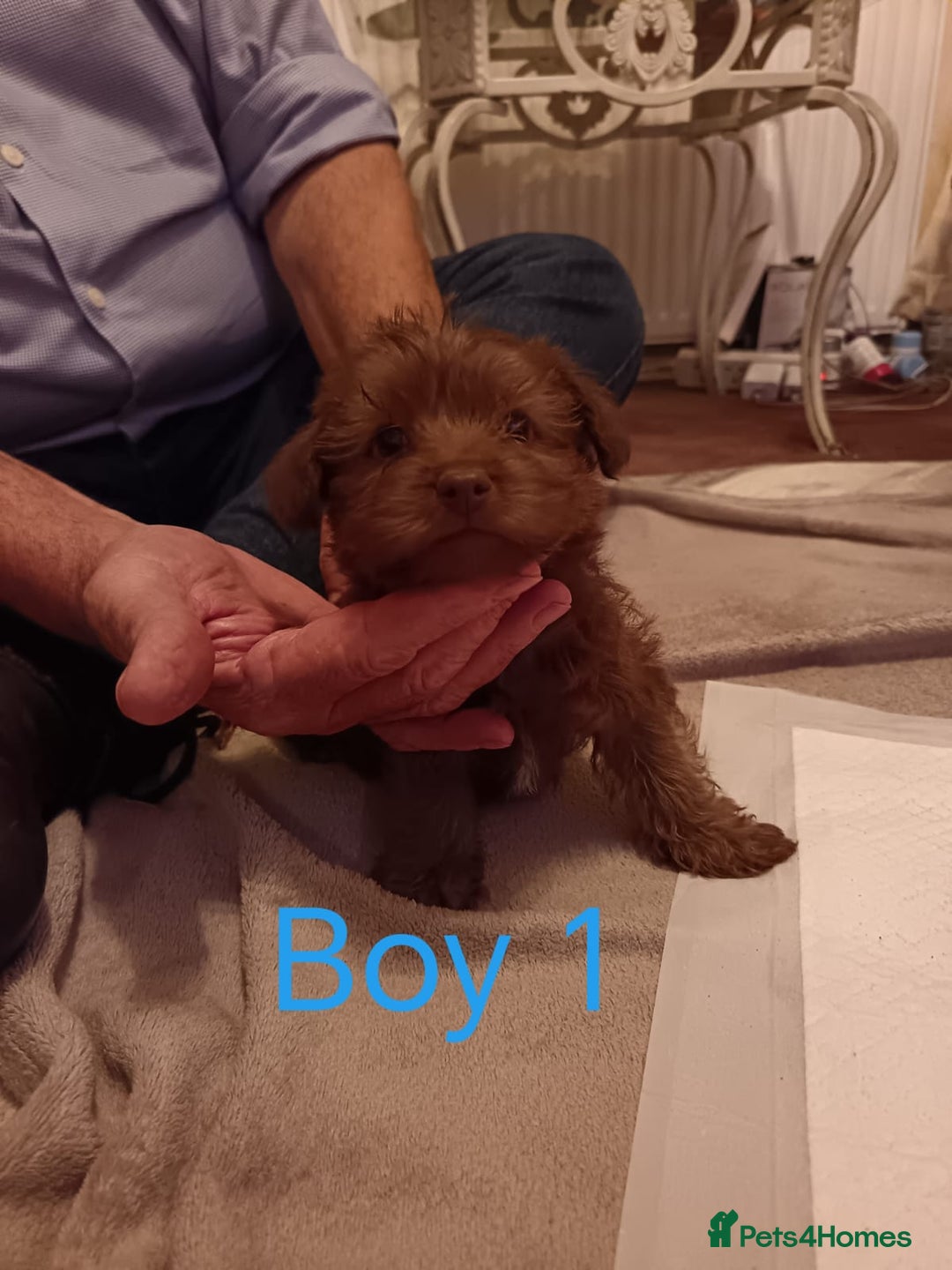 Norfolk Terrier dogs for sale: Norfolk Terrier Puppies - Advert 15