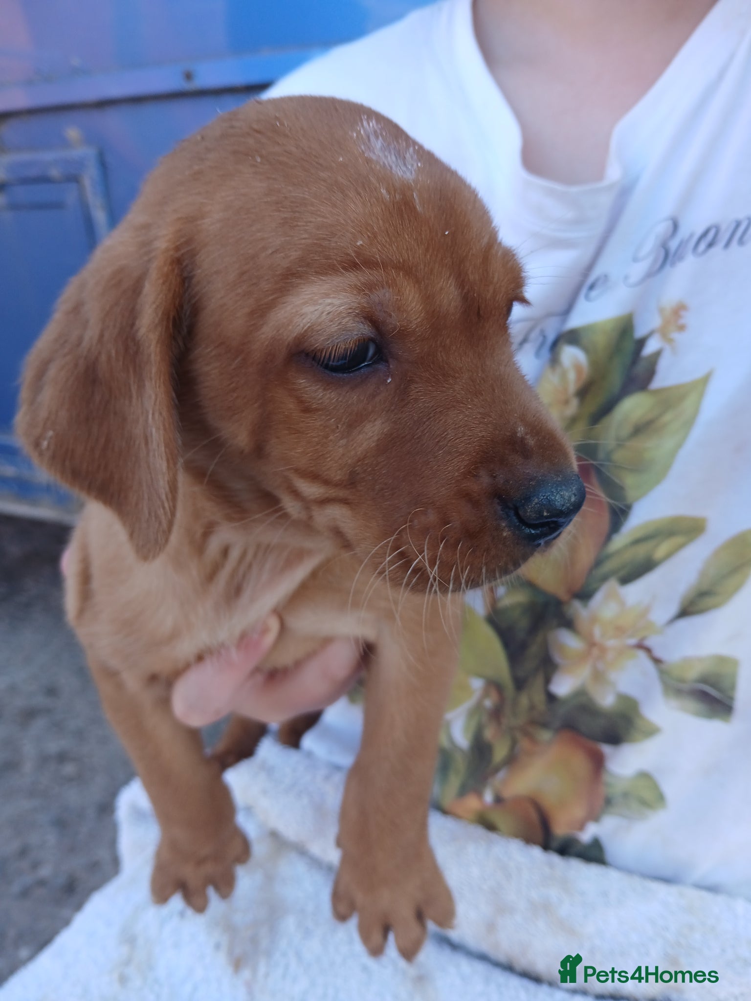 Labrador Retriever dogs for sale: Fabulous litter of golden and fox red lab puppies. - Advert 23