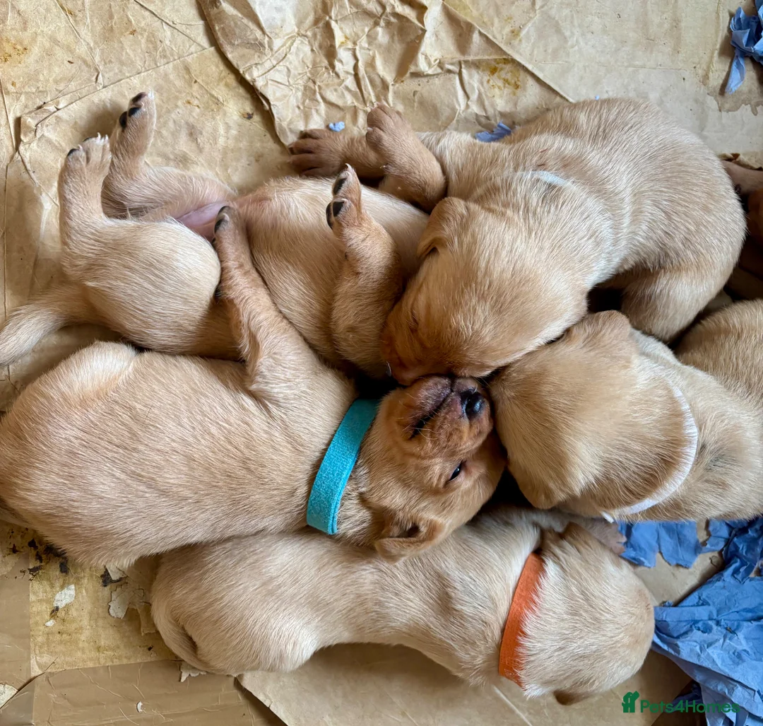 Labrador Retriever dogs for sale: Yellow Labrador Pups Dogs and Bitches in Sturminster Newton - Advert 2