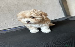 Bichon Frise dogs for sale: Bichon Frise - very rare - Goldie  - Image 7