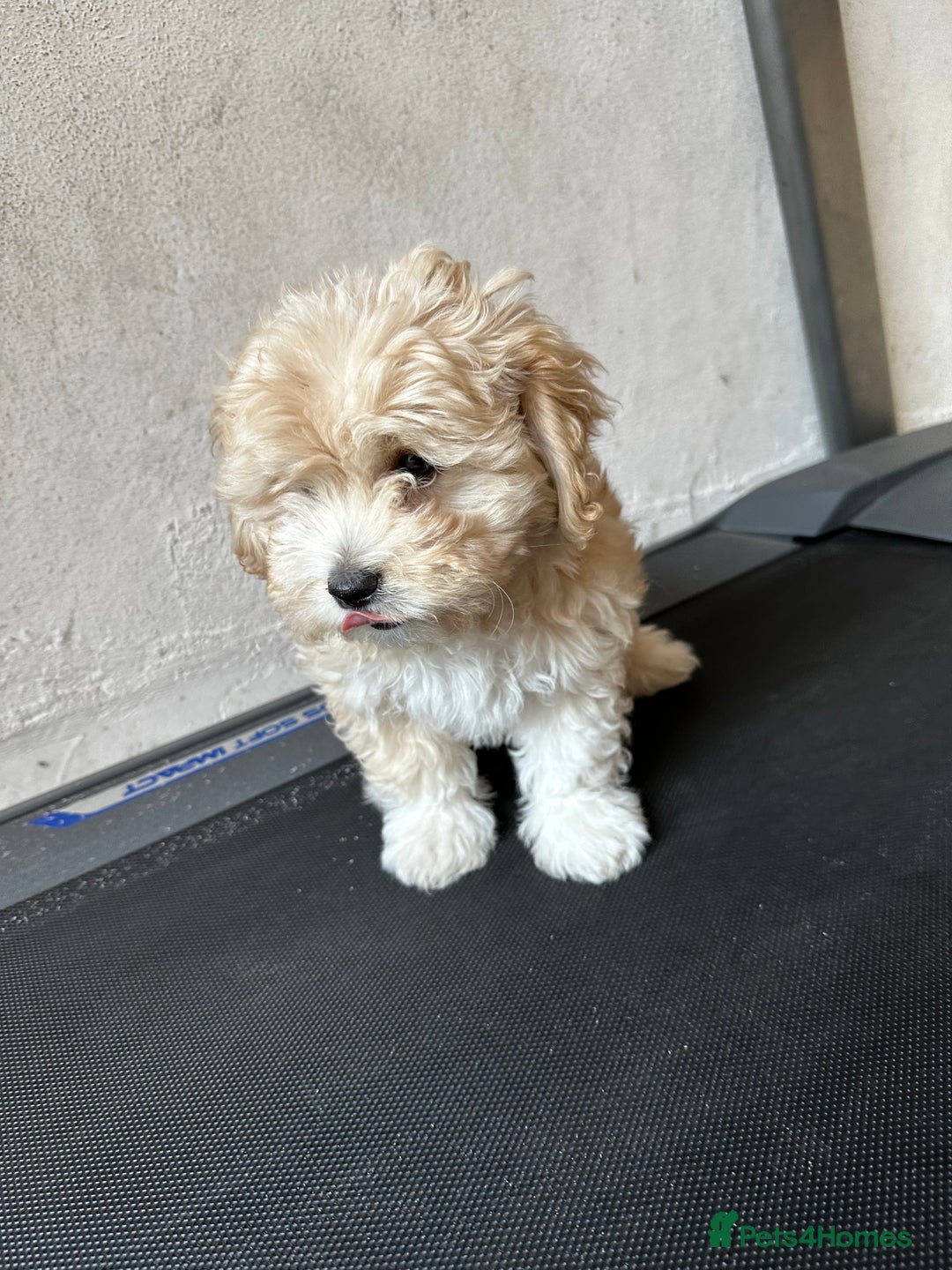 Bichon Frise dogs for sale: Bichon Frise - very rare - Goldie  - Image 7