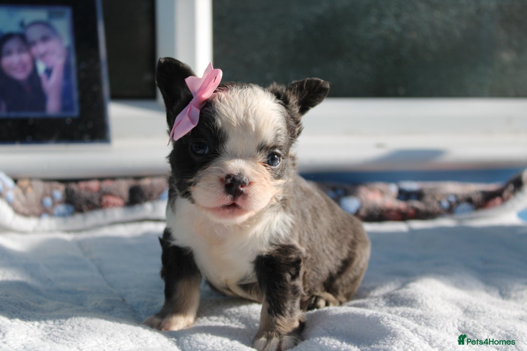 French Bulldog dogs for sale: Fluffy frenchie ready to leave  - Advert 4