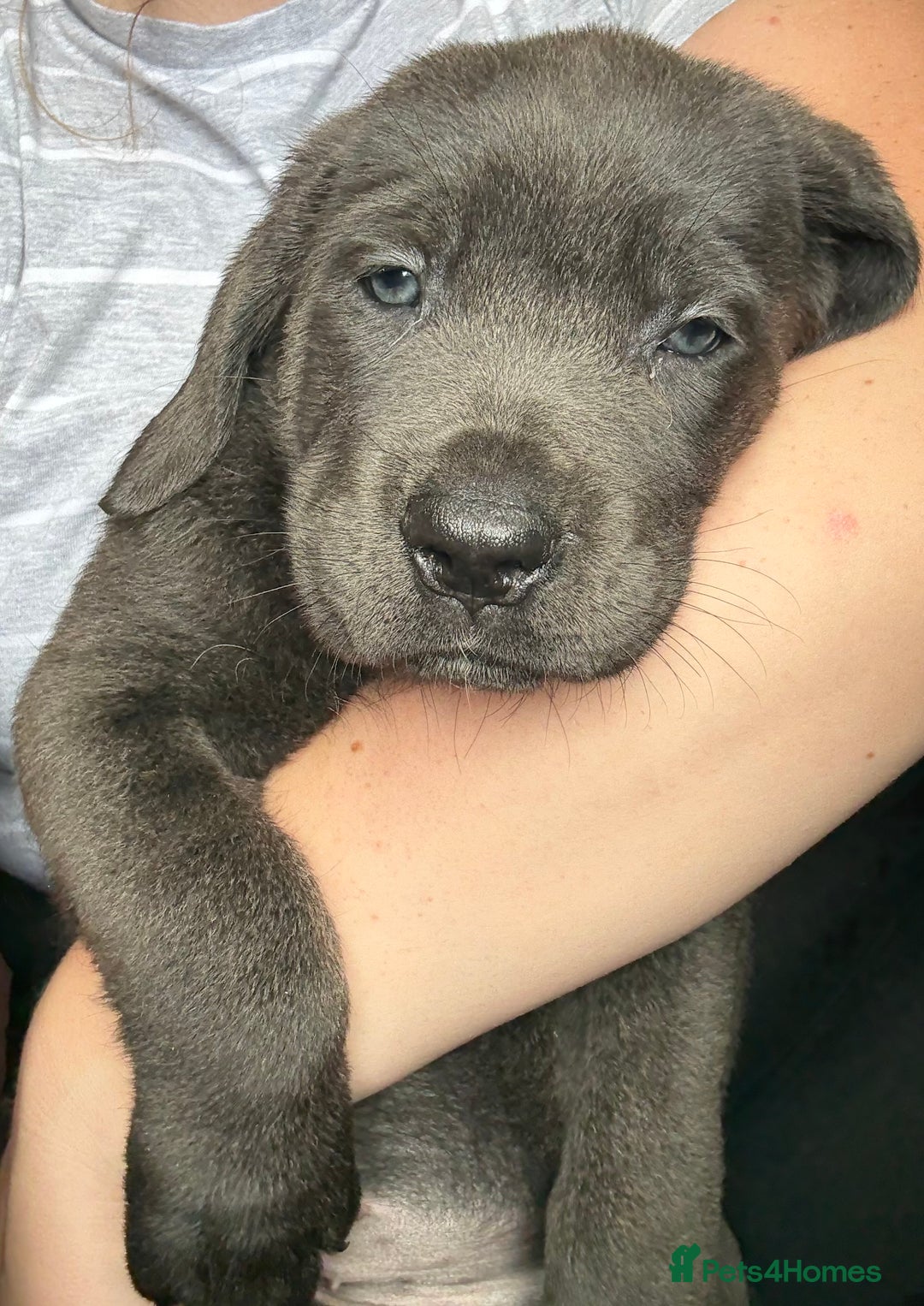 Cane Corso dogs for sale: 2 blue & 2 black cane corso girls! Can leave now🐾 - Image 11