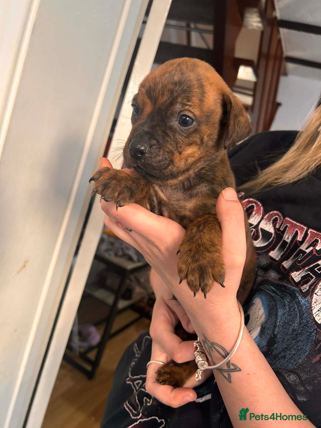 Mixed Breed dogs for sale: Beautiful Rottweiler x bullmastiff puppies - Advert 17