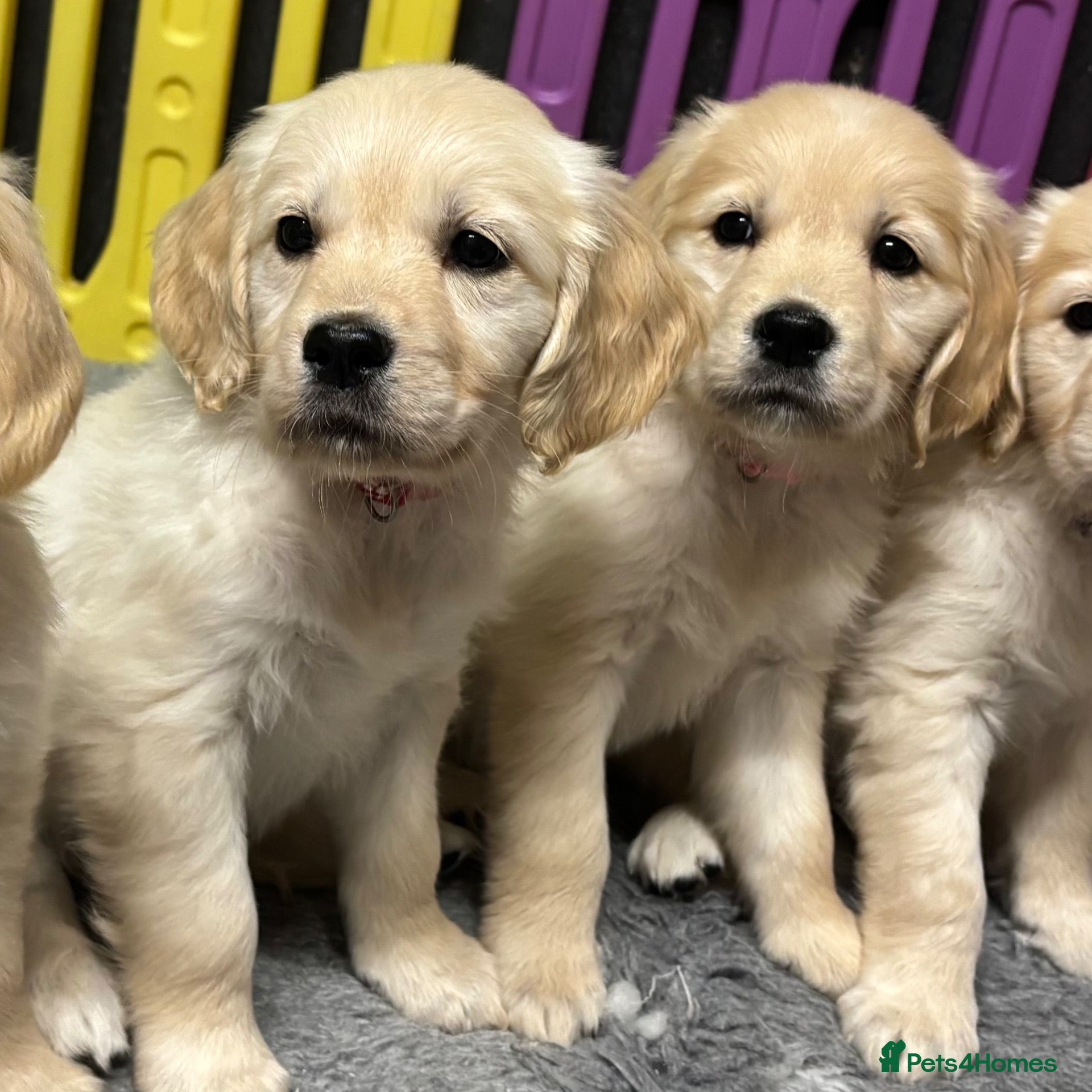 Golden Retriever dogs Beautiful Kc registered Golden Retriever puppies  - Advert 1