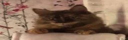 Mixed Breed cats for sale: Kittens  - Advert 1