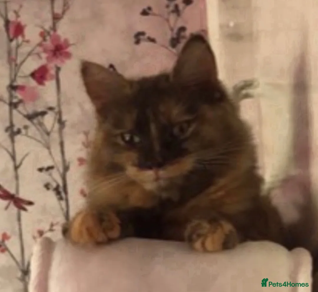 Mixed Breed cats for sale: Kittens  - Advert 1