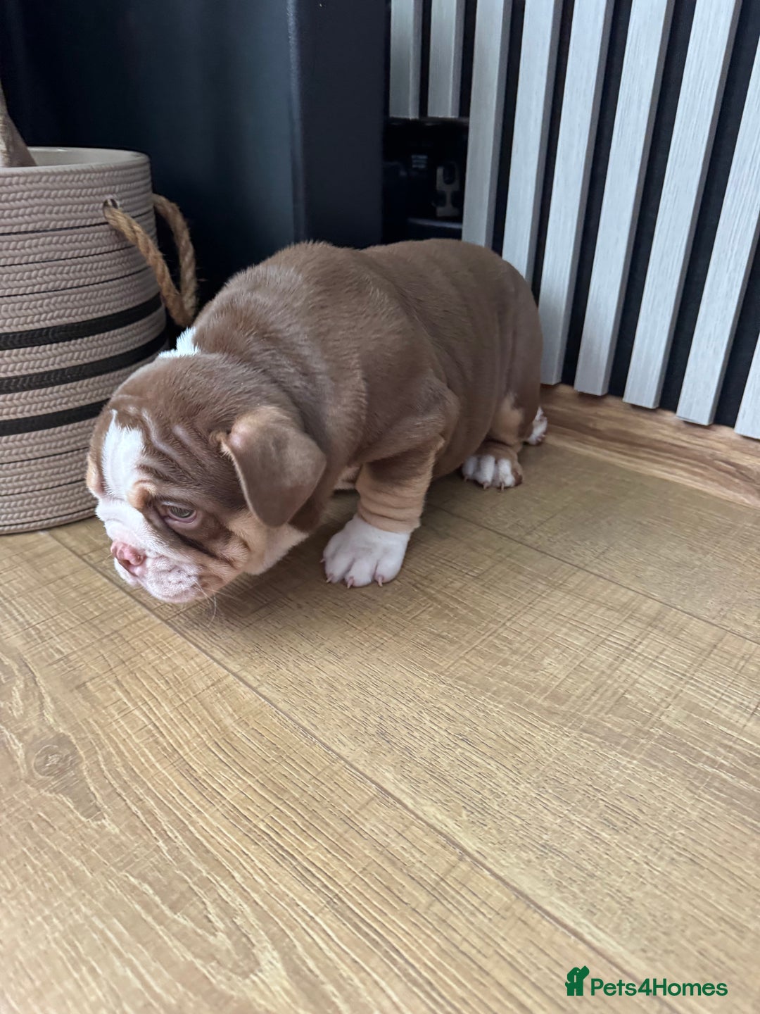 English Bulldog dogs for sale: Our girl looking for a warm sofa and fully love🏠 - Advert 5