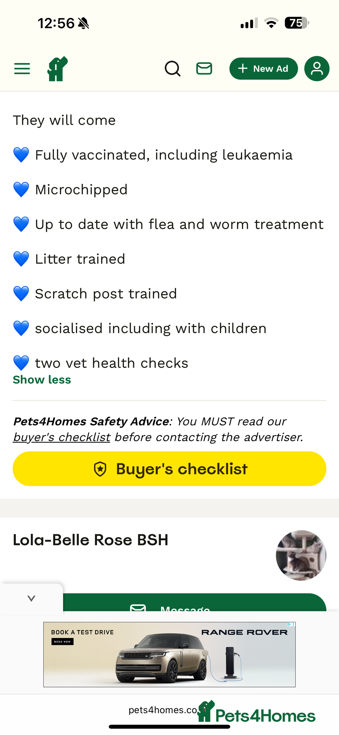 British Shorthair cats for sale: Fawn male British shorthair  - Advert 7