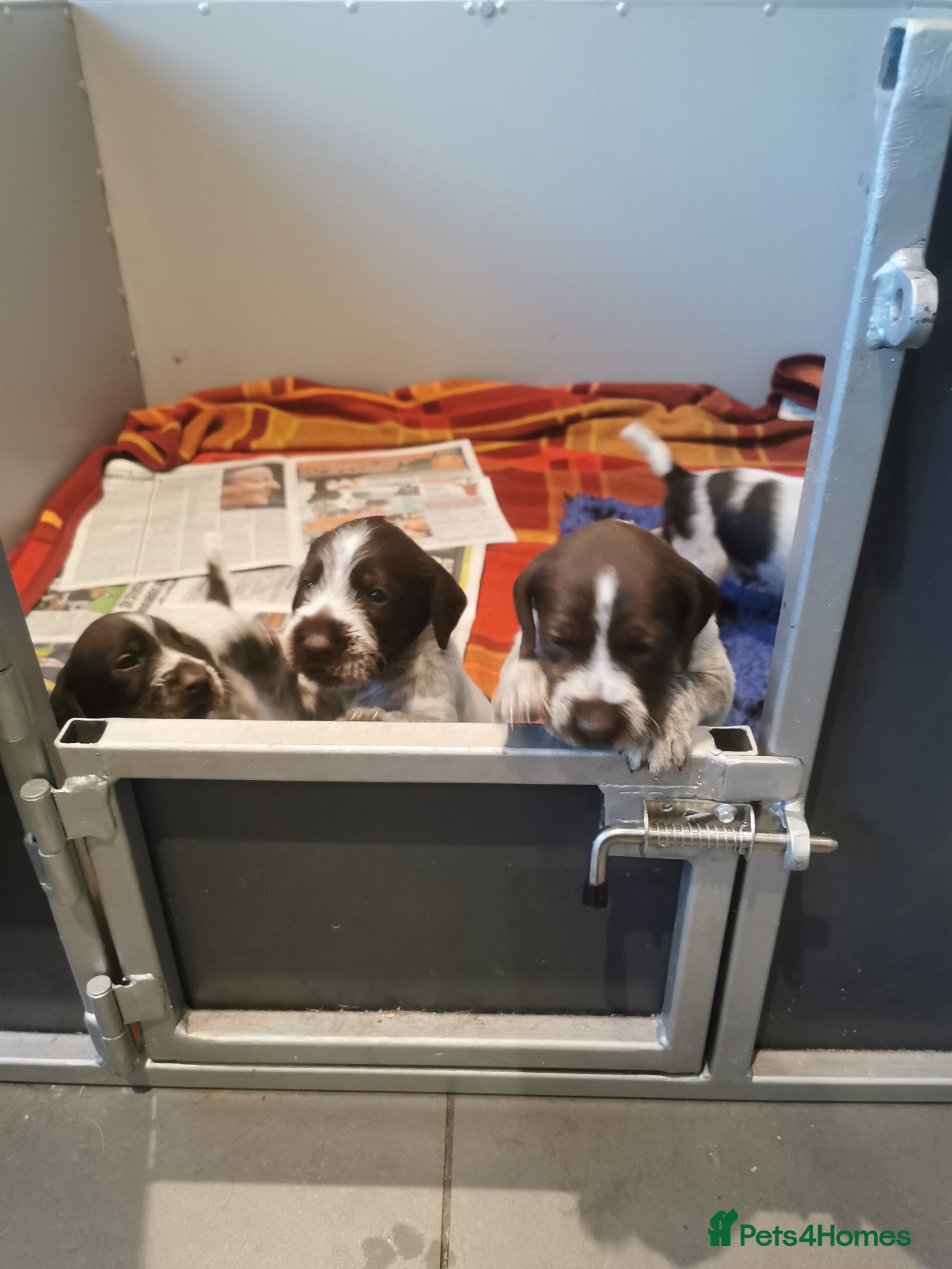 German Wirehaired Pointer dogs 5 x beautiful german wirehaired pointers  - Advert 6