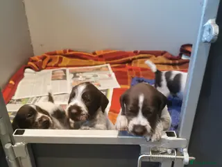 German Wirehaired Pointer dogs 5 x beautiful german wirehaired pointers - Advert 6