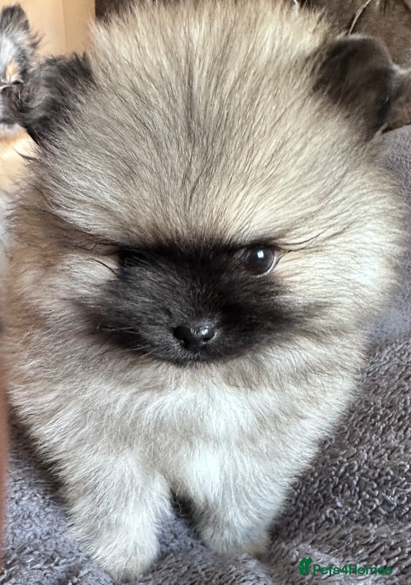 Pomeranian dogs Double Champion Lines Pomeranian KC Reg - Advert 1