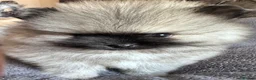 Pomeranian dogs for sale: Double Champion Lines Pomeranian KC Reg - Advert 14