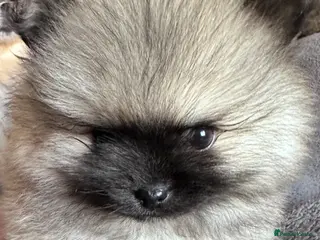 Pomeranian dogs Double Champion Lines Pomeranian KC Reg - Advert 1