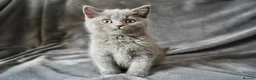 British Shorthair cats for sale: Pedigree Kittens GCCF registered  - Advert 8
