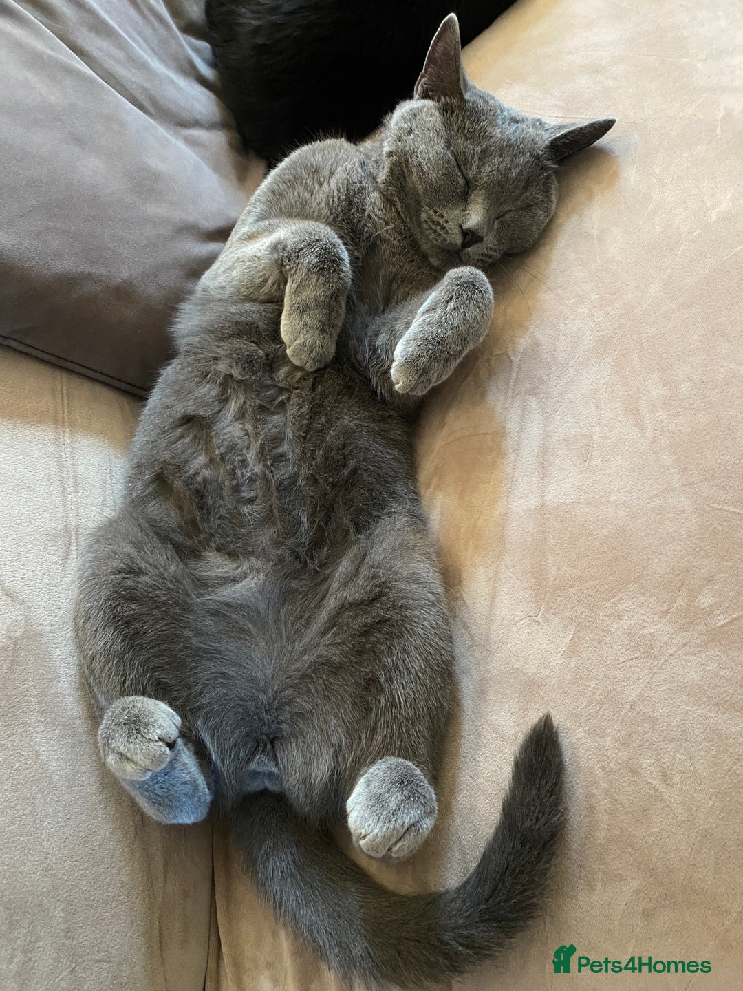 British Shorthair cats for sale: British shorthair x Russian blue male cats age 1 - Advert 6