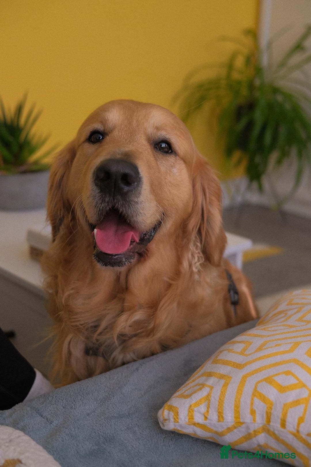 Golden Retriever dogs for stud: Kobe - KC Registered Golden Retriever Stud  - Advert 2