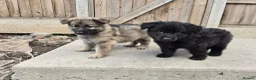 German Shepherd dogs for sale: 💥 READY TO LEAVE💥💕Lunas pups 💕 - Advert 11