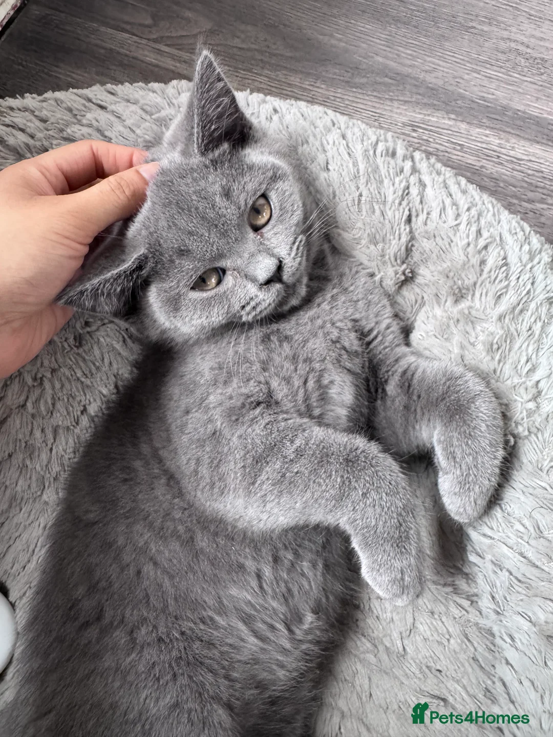 British Shorthair cats for sale: Pure British Shorthair - Advert 2