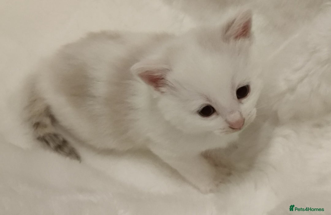 Russian Blue cats for sale: Gorgeous Russian Blue kittens 4 weeks  - Advert 10