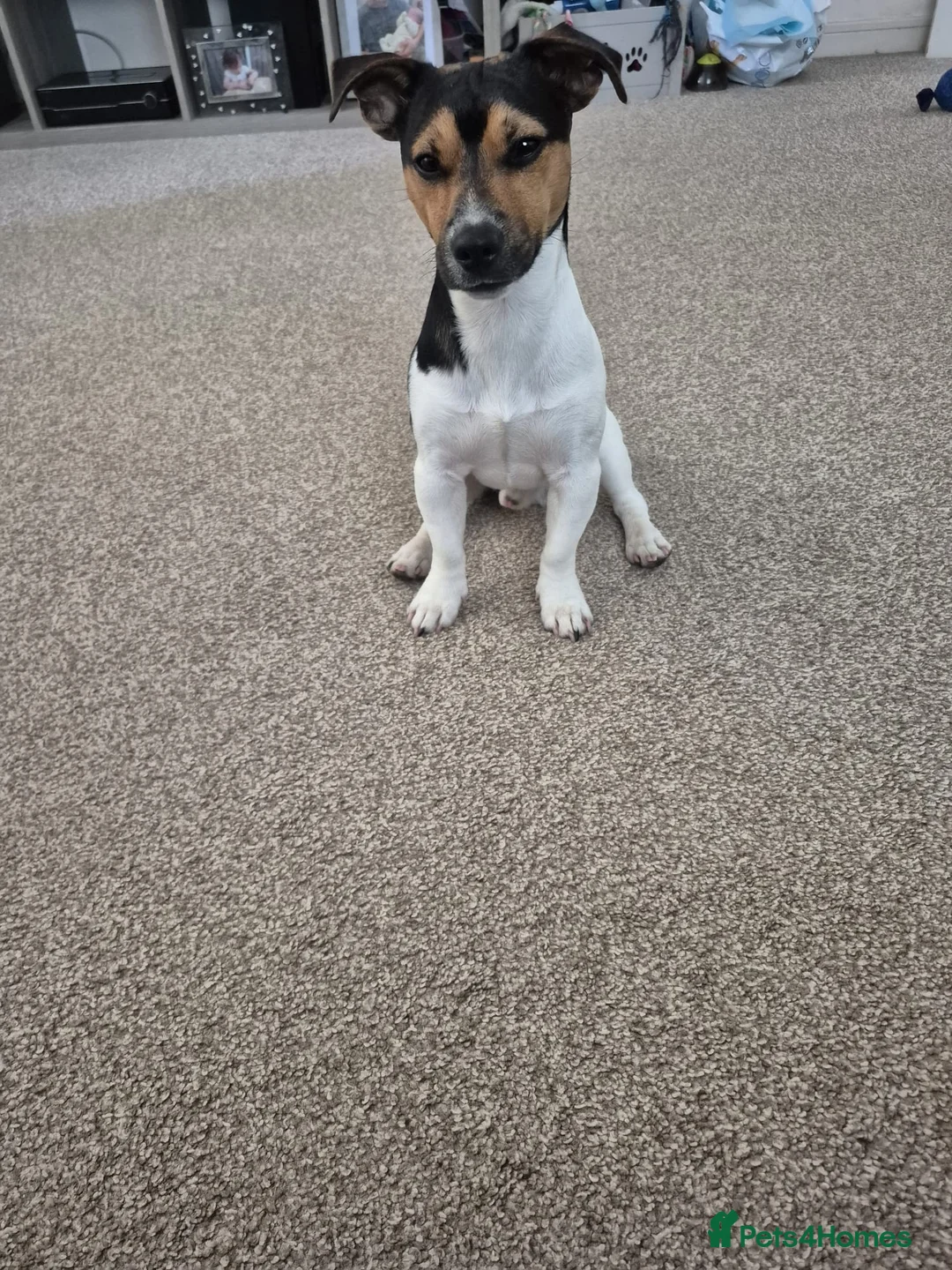 Jack Russell dogs for stud: Miniature jack russel  in Gloucester - Advert 2