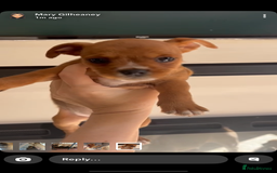 Jug dogs for sale: Last female jug puppy ready now  - Image 6