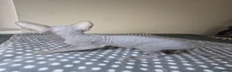 Sphynx cats for sale: Sphynx kittens in Milton Keynes - Advert 21