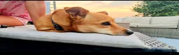 Mixed Breed dogs for sale: 1 boy 1 girl  in Winsford - Advert 2