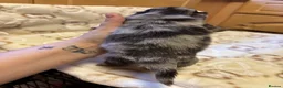 Miniature Dachshund dogs for sale: Long haired miniature dachunds  in Wisbech - Advert 4