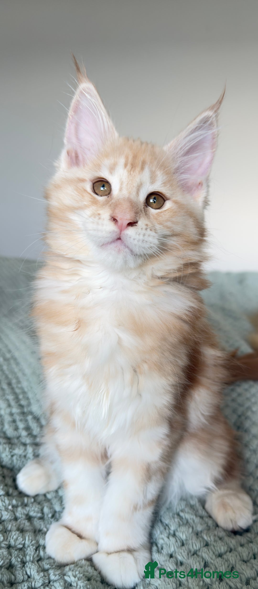 Maine Coon cats for sale: Cute Main Coon kittens from purebred parents  - Advert 8