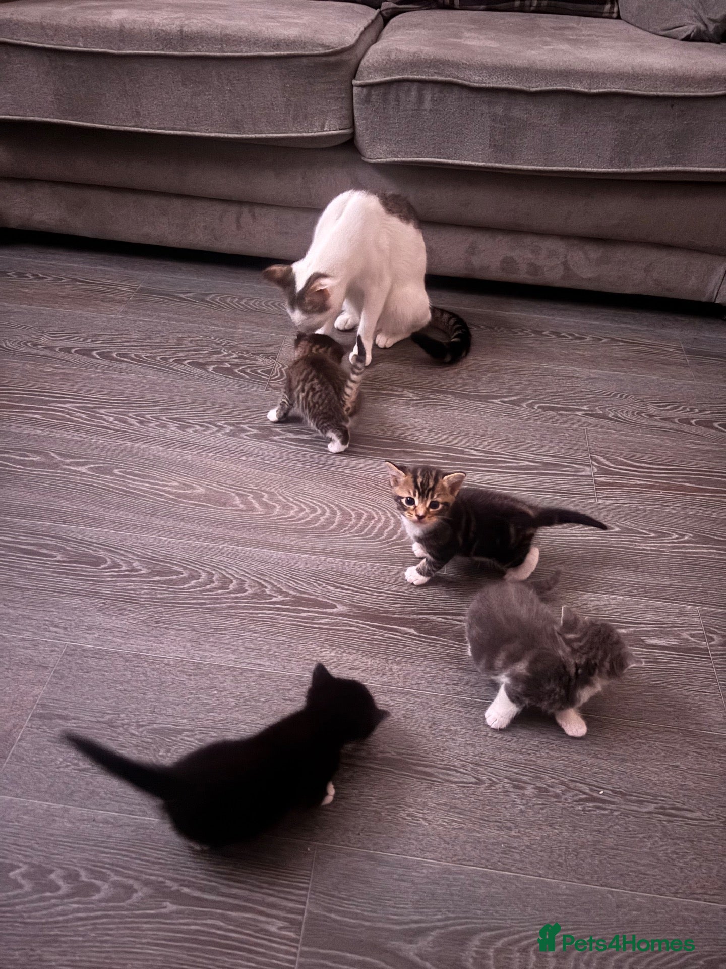 Mixed Breed cats Kittens for sale - Advert 13