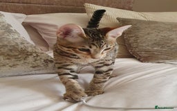 Savannah cats for sale: Fabulous F5 SBT Savannah Kittens! REDUCED! - Image 7