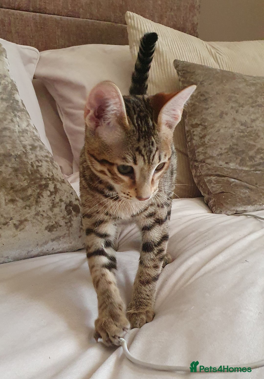 Savannah cats for sale: Fabulous F5 SBT Savannah Kittens! REDUCED! - Image 7