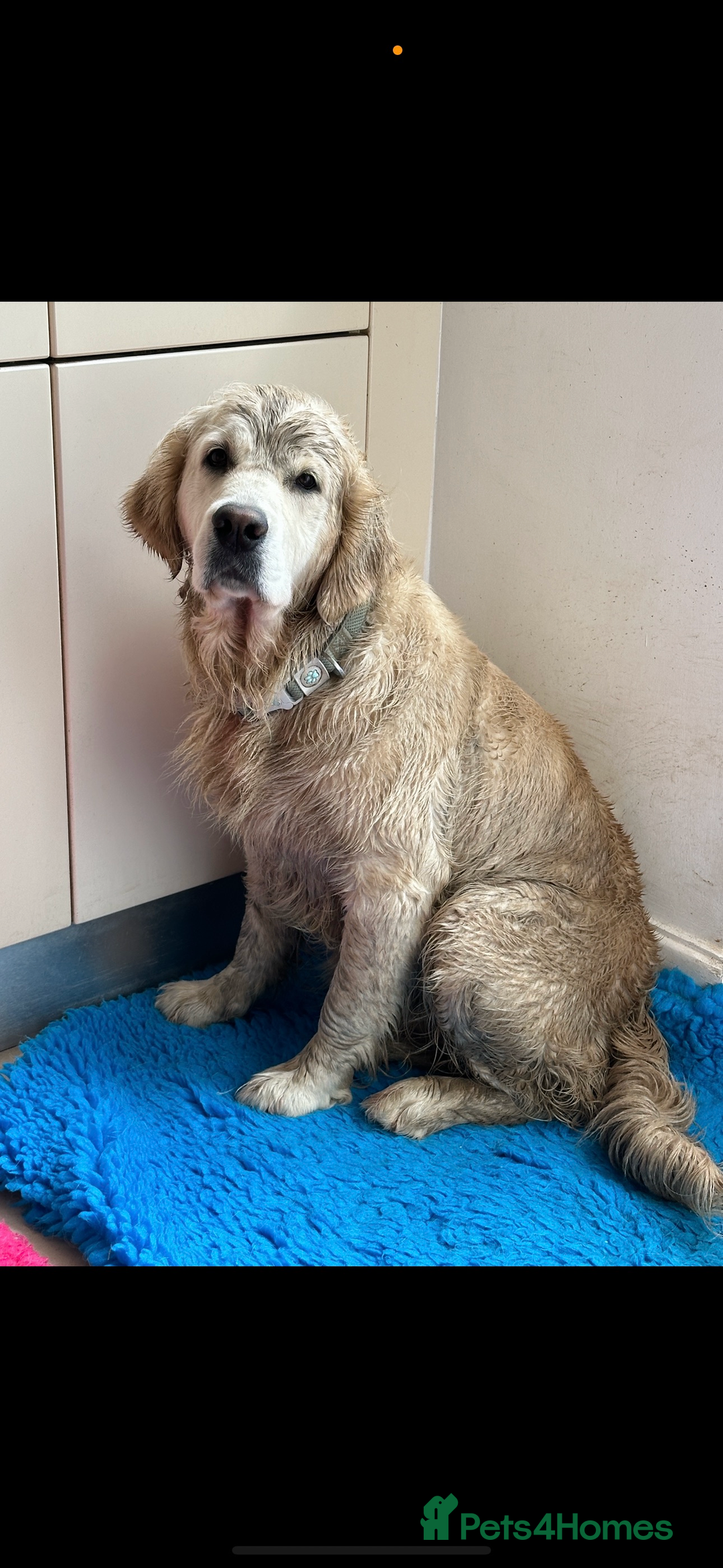 Golden Retriever dogs for sale: Health Tested Parents cream Golden Retriever Puppy - Advert 7