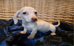Miniature Dachshund dogs for sale: STUNNING KC pups. READY NOW. REDUCED  - Image 7