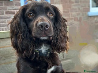 Cocker Spaniel dogs - Advert 18