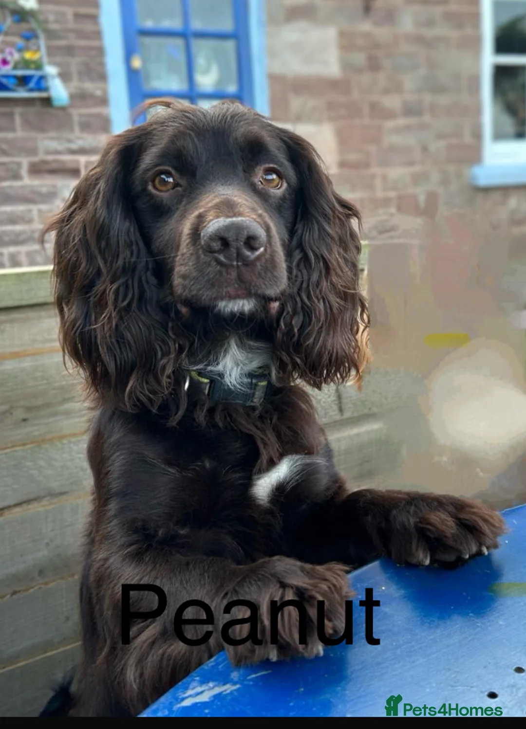 Cocker Spaniel dogs for stud: Cocker Spaniel Stud - KC, Health Tested, Champs - Advert 1