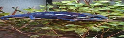 Chameleon reptiles for sale: Blue Ambanja Panther Chameleons  - Advert 9