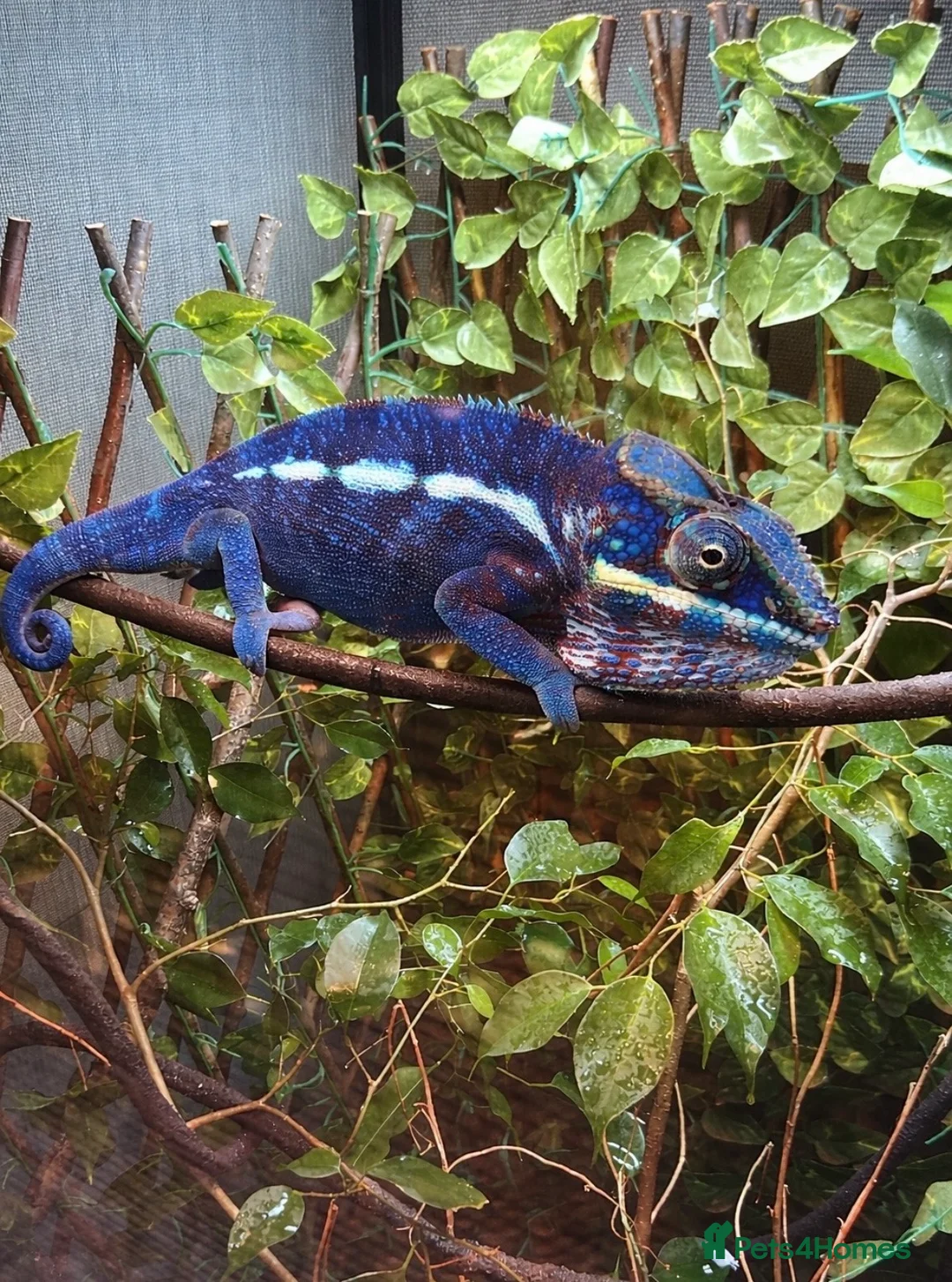 Chameleon reptiles for sale: Blue Ambanja Panther Chameleons  - Advert 9