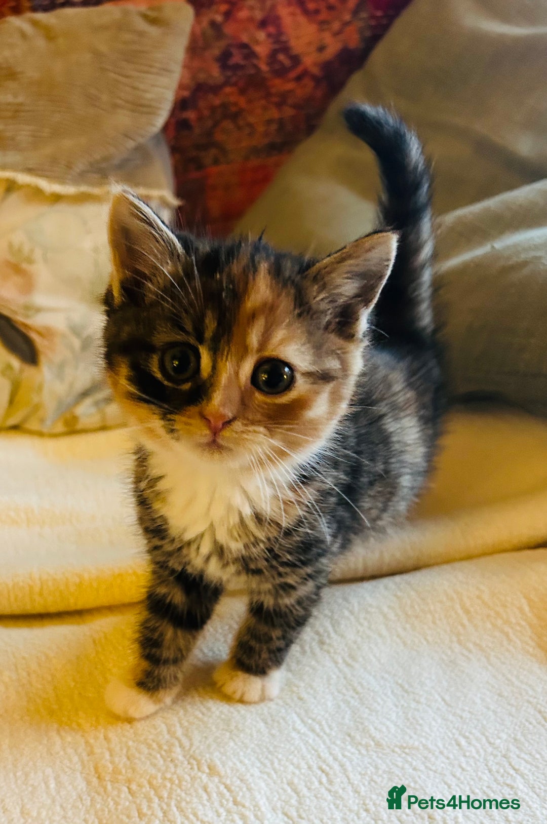 Persian cats for sale: GORGEOUS PERSIAN X KITTENS - Advert 5