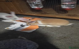 Flemish rabbits for sale: Pure flemish  - Image 9