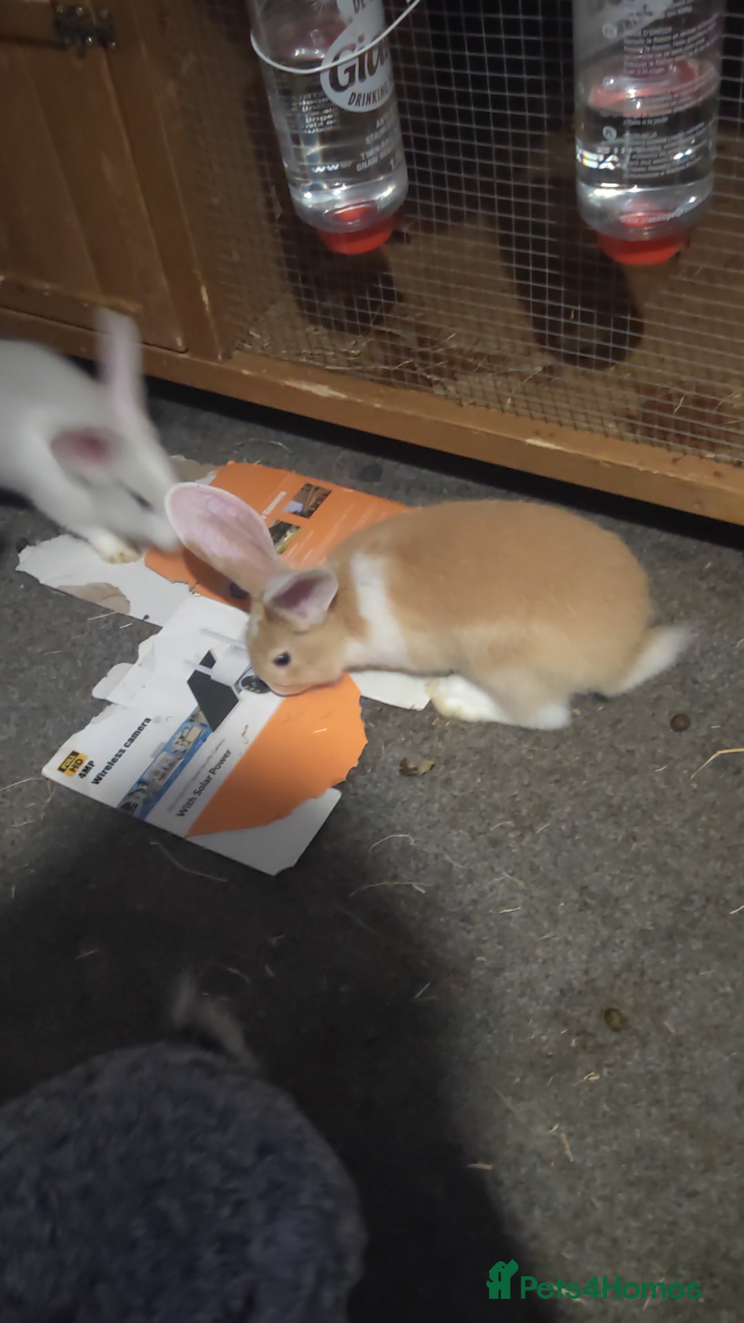 Flemish rabbits for sale: Pure flemish  - Image 9